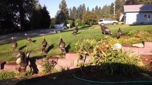 Turkeys